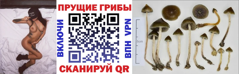 Галлюциногенные грибы GOLDEN TEACHER Будённовск